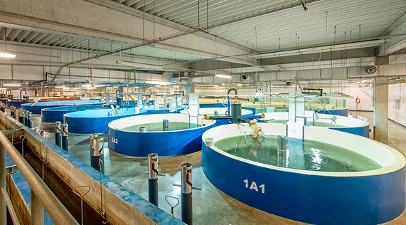 Chemical-Free Aquaculture Chemical-Free Aquaculture