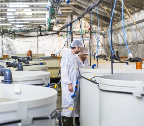 chemical-free-aquaculture chemical-free-aquaculture